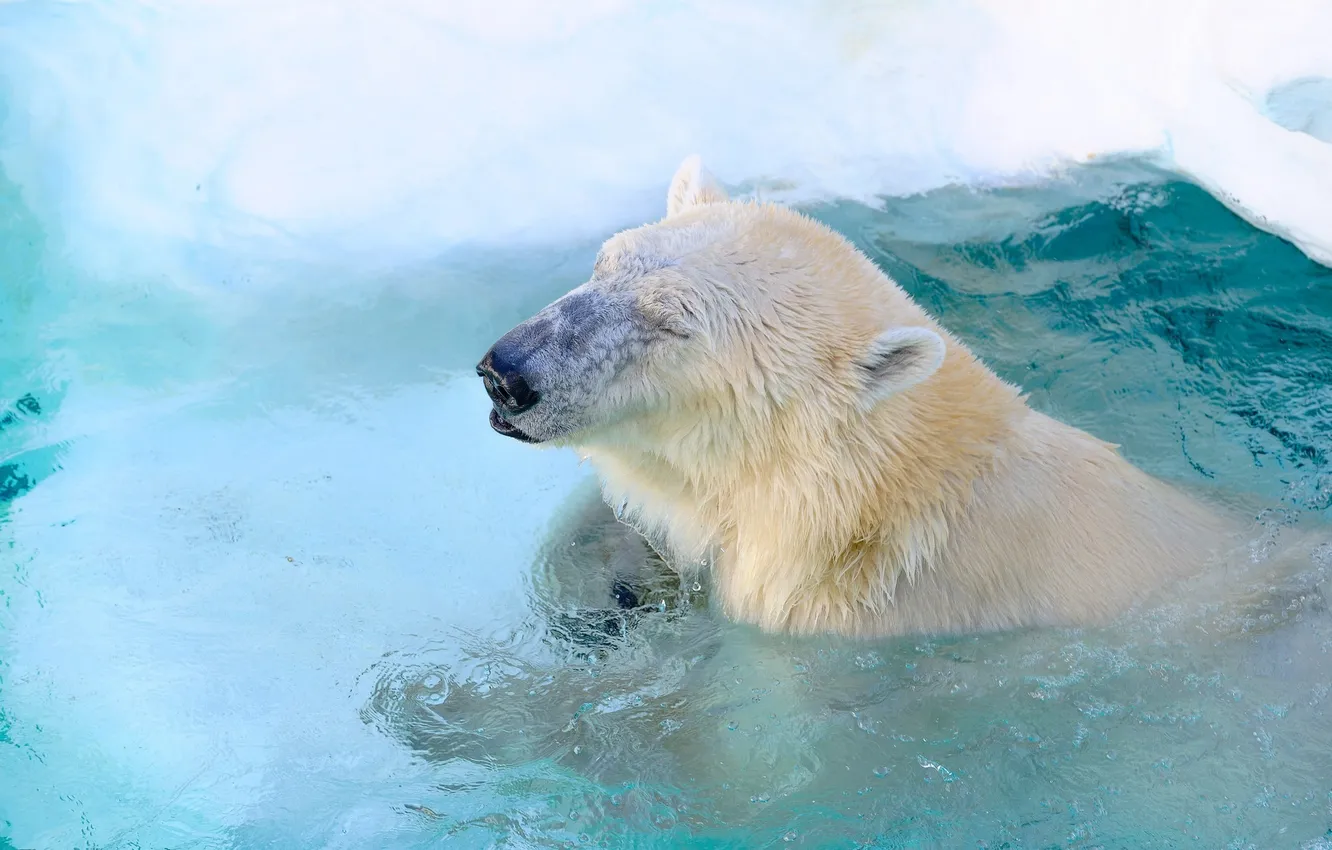 Фото обои морда, хищник, бассейн, купание, белый медведь, зоопарк, полярный медведь, довольный