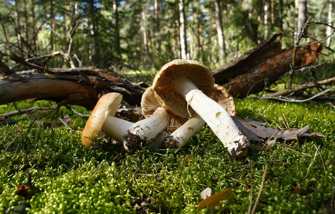 Фото обои лес, природа, обои, грибы, мох, еда, утро, прогулка