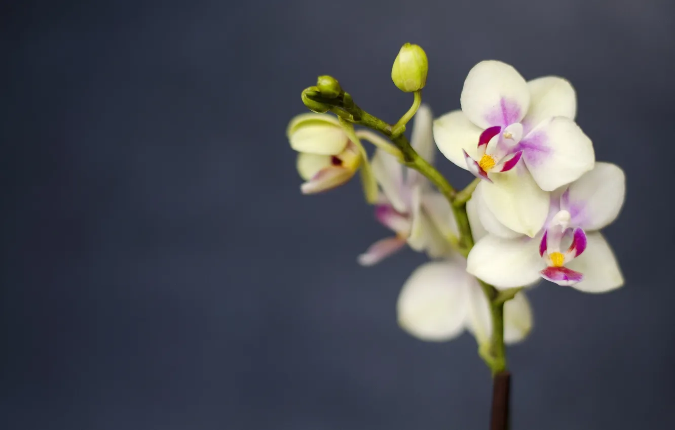 Фото обои макро, цветы, ветка, лепестки, орхидеи