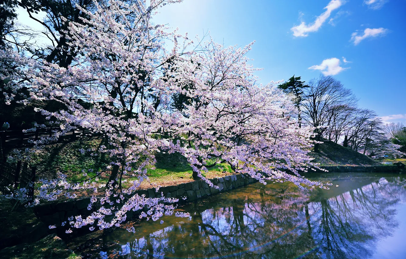 Фото обои весна, водоем, цветущая сакура