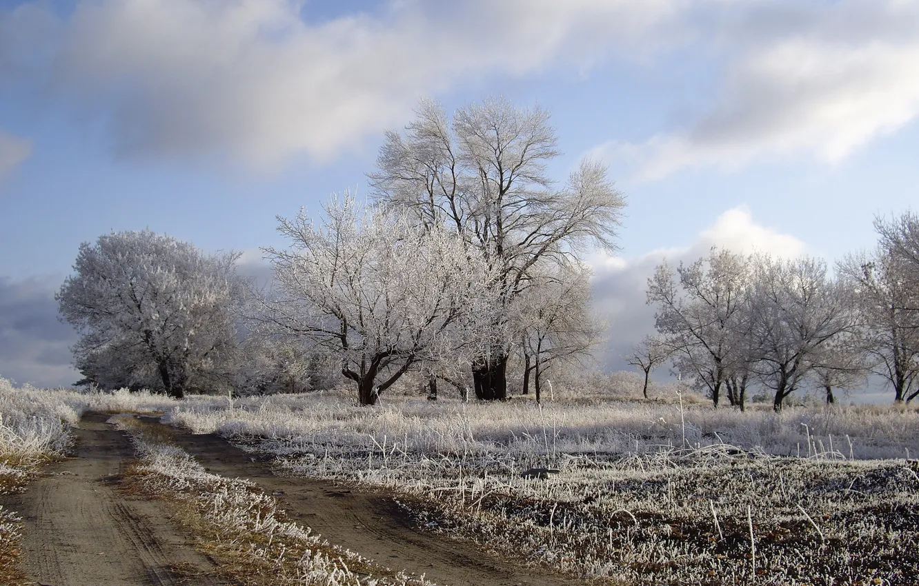 Фото обои зима, дорога, поле, деревья