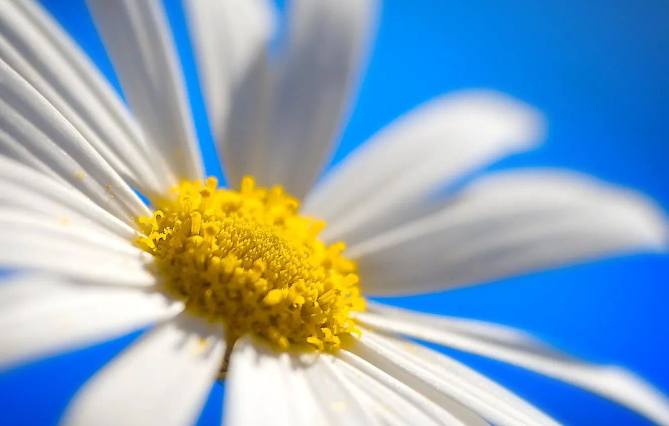 Фото обои colorful, white, flower, Daisy