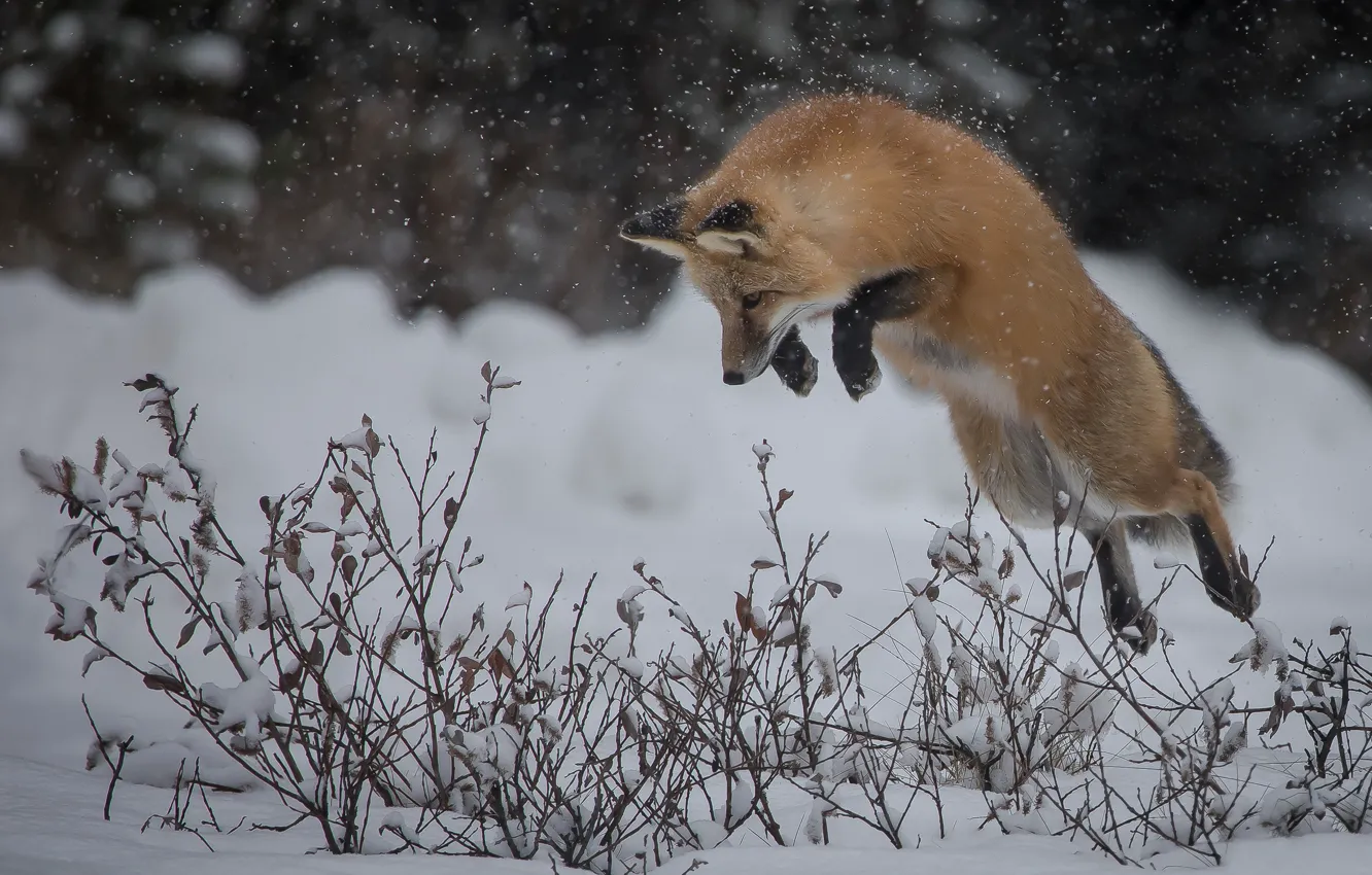 Фото обои зима, снег, ветки, прыжок, лиса, охота, рыжая, кусты