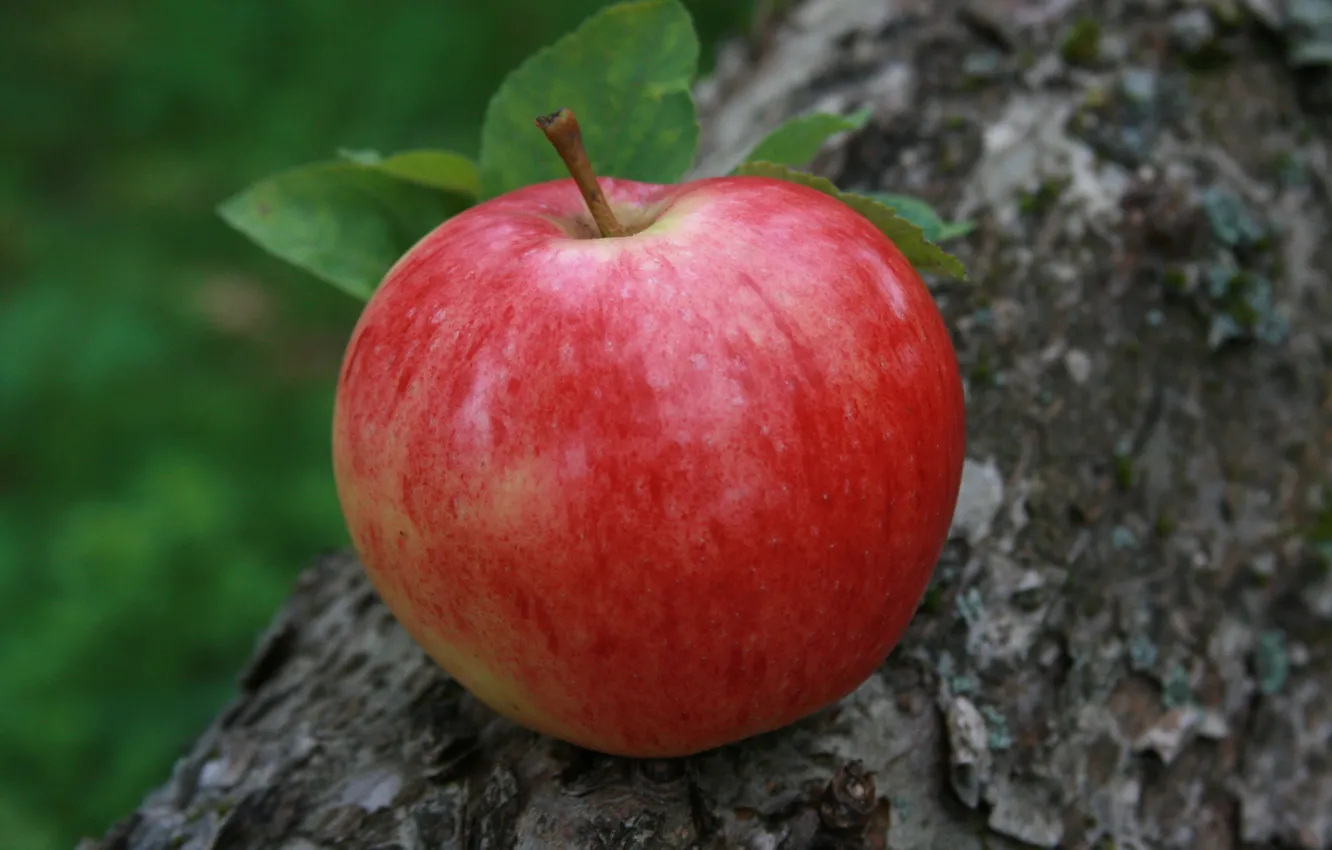 Фото обои макро, природа, фон, яблоко, еда, сад, деревня, фрукты