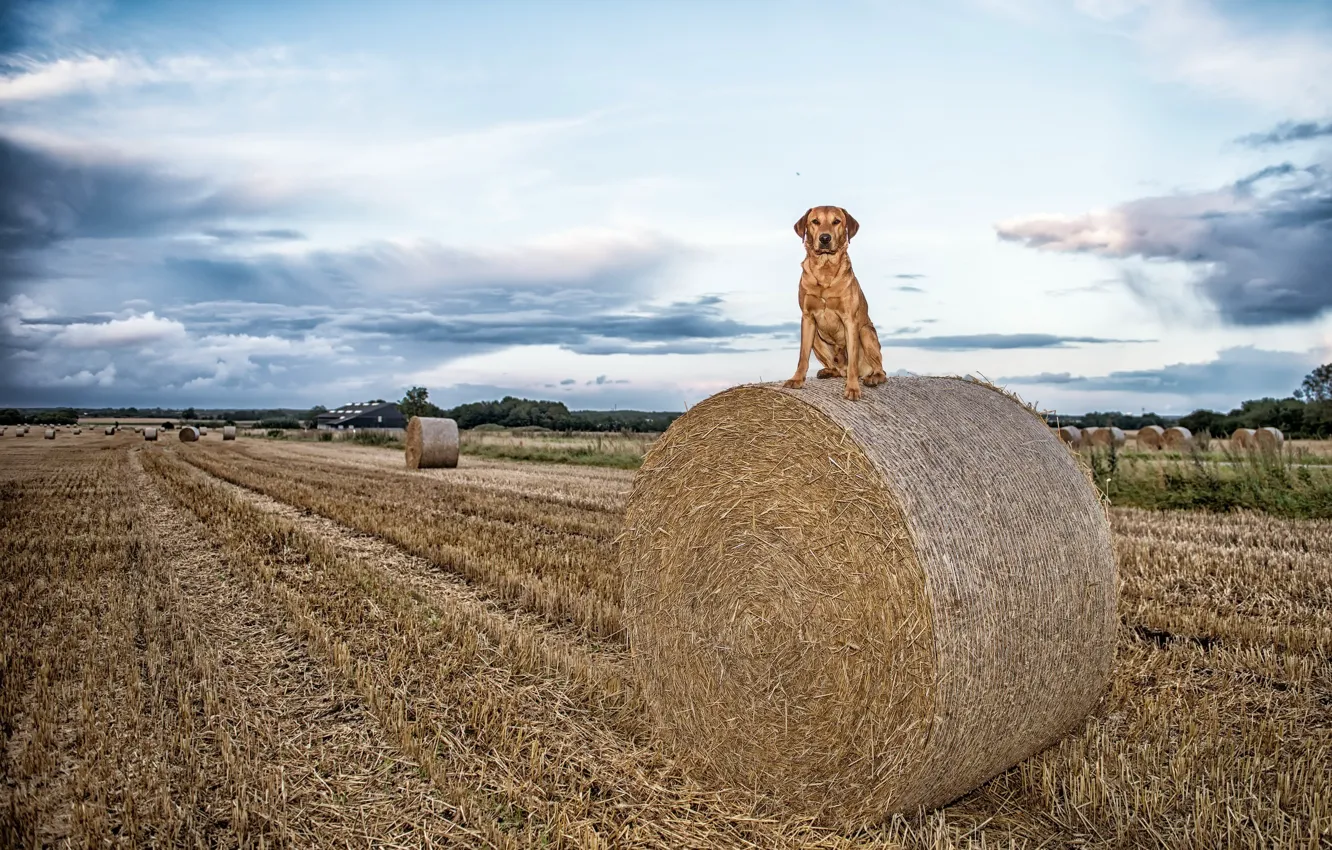 Фото обои поле, собака, сено