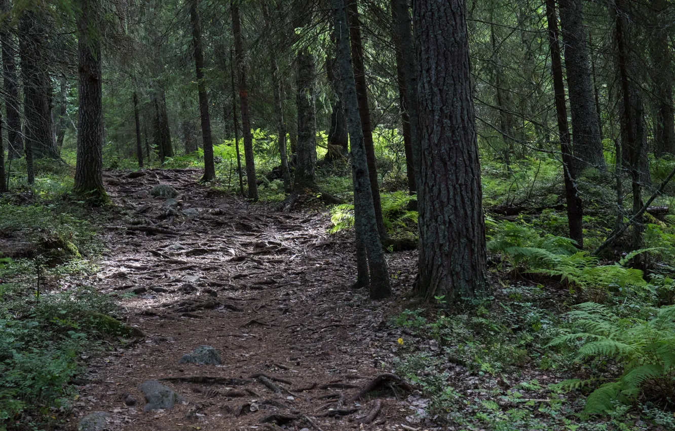 Фото обои лес, деревья, природа, Швеция