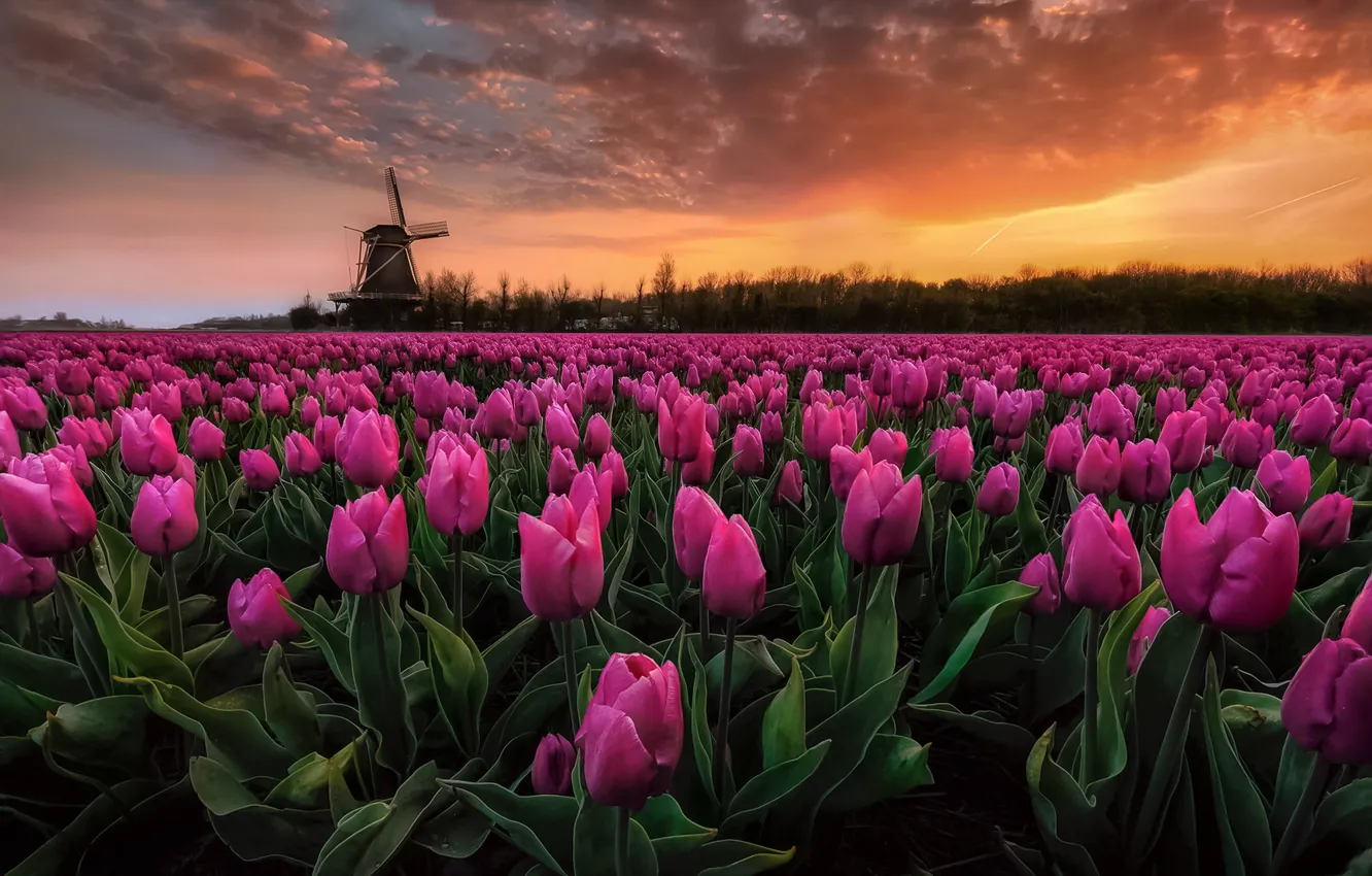 Фото обои поле, небо, рассвет, краски, Весна, утро, тюльпаны, Нидерланды