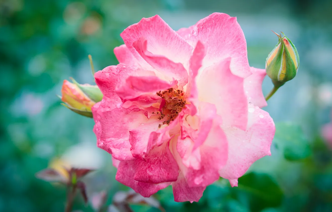 Фото обои листья, макро, розы, боке