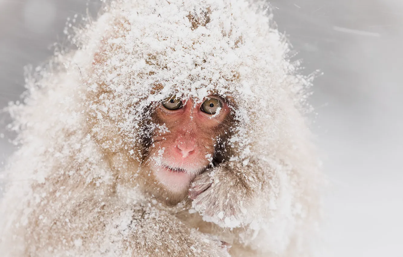 Фото обои снег, природа, Snow monkeys