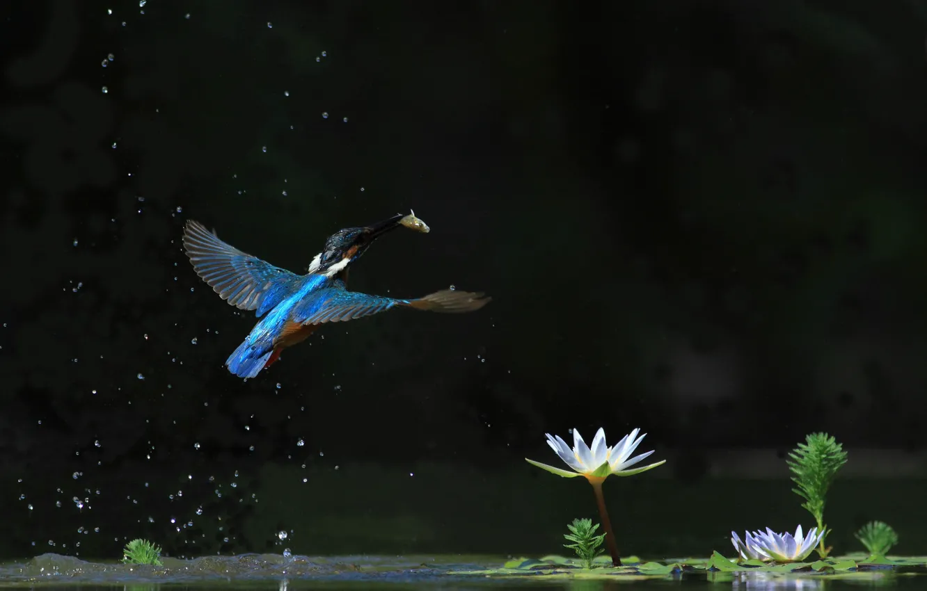 Фото обои вода, полет, зимородок, водяная лилия, улов, птицa