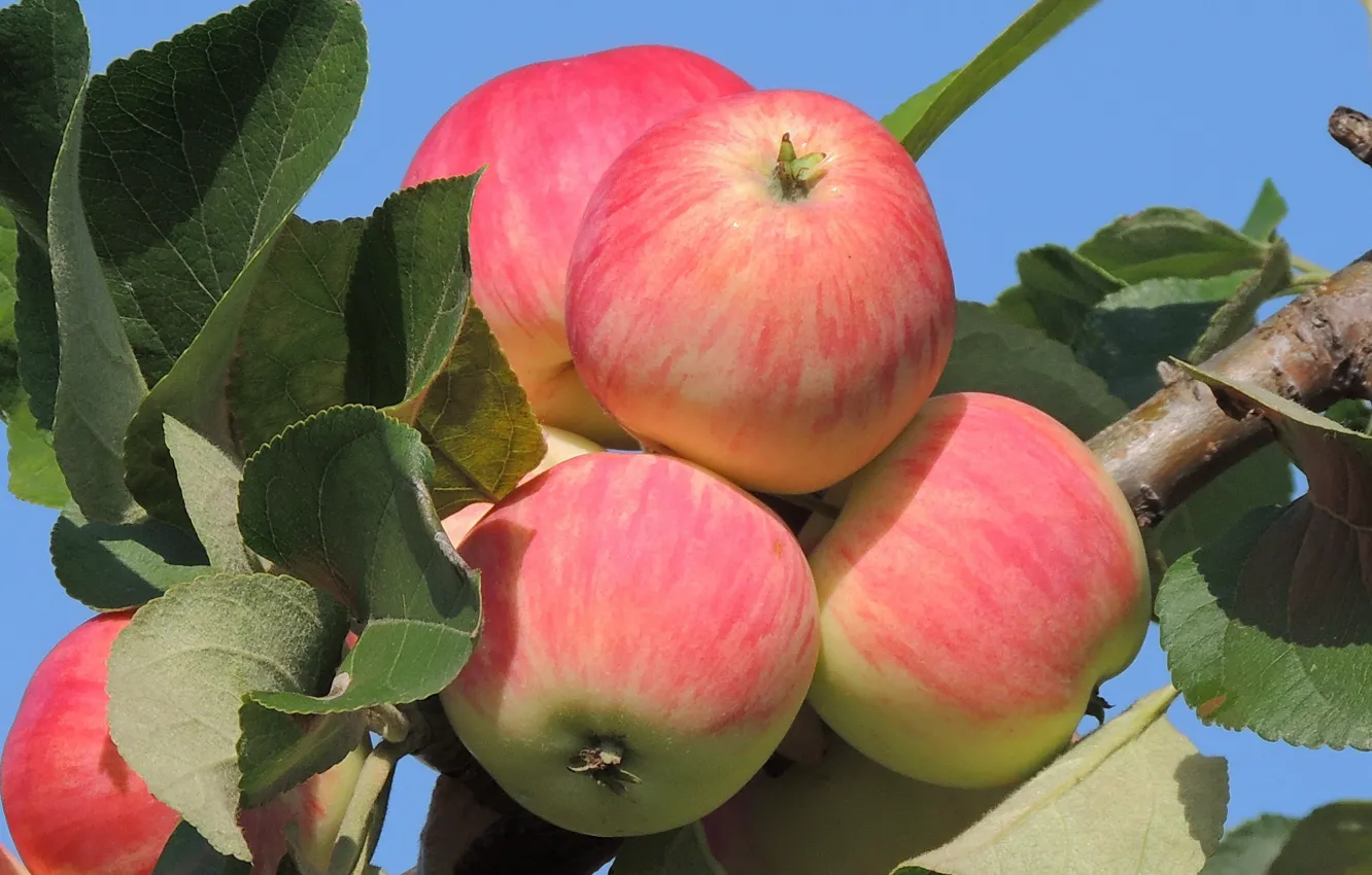 Фото обои яблоки, август, яблоня