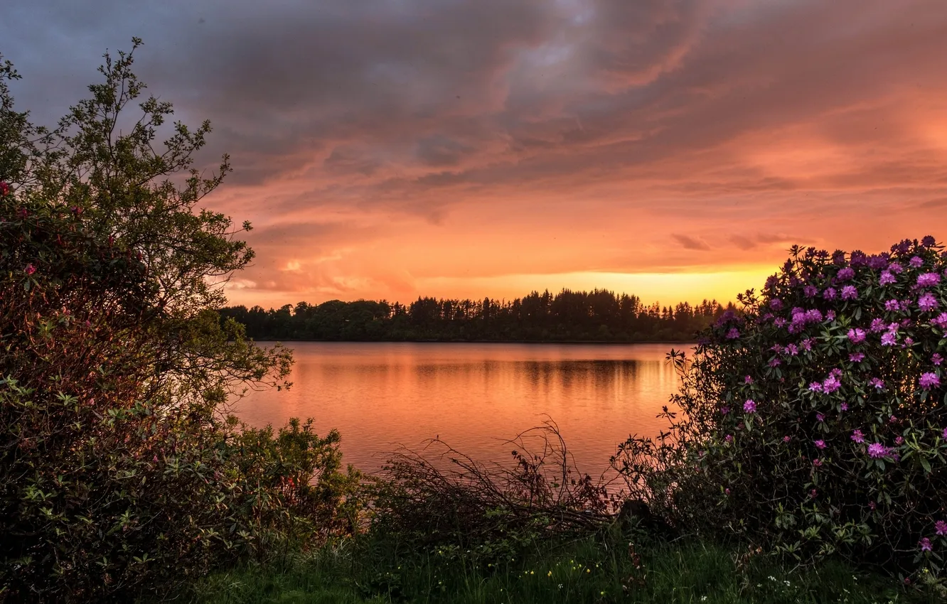 Фото обои закат, озеро, Шотландия, кусты, Scotland, рододендроны, водохранилище Баркрейгс, Barcraigs Reservoir