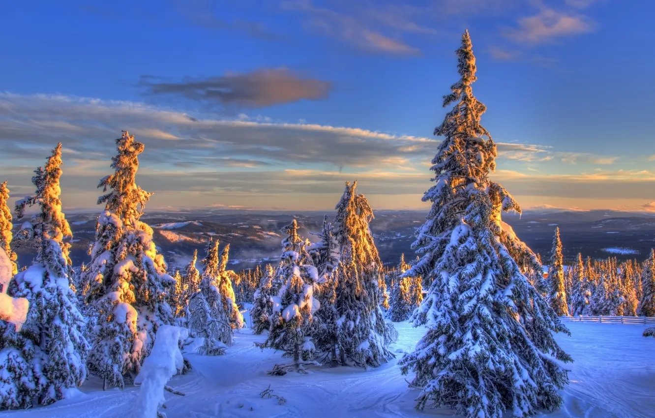 Фото обои зима, снег, ели, Норвегия, Norway