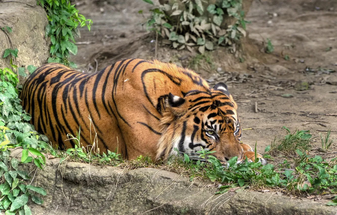 Фото обои кошка, трава, тигр, отдых, суматранский