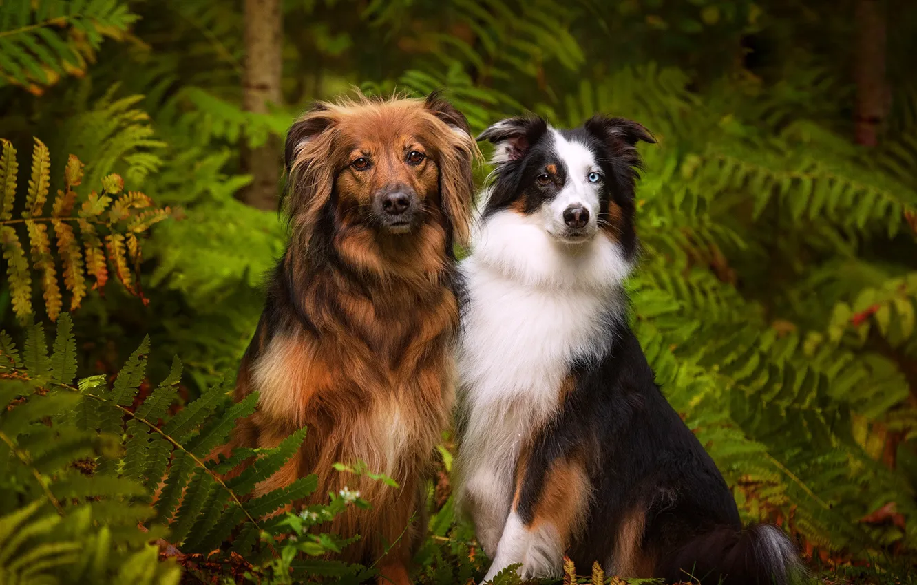 Фото обои лес, собаки, парочка, папоротник, две собаки