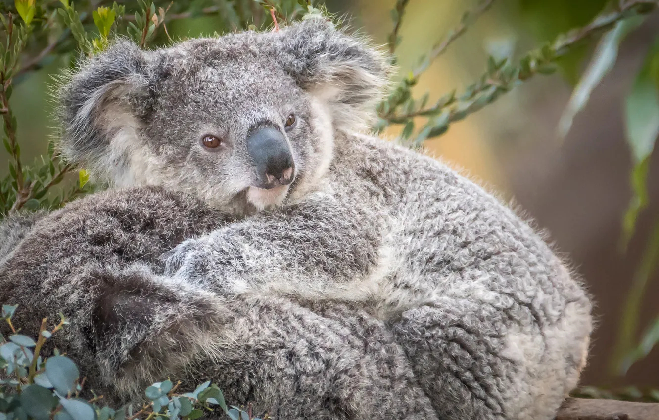 Фото обои милый, мех, коала