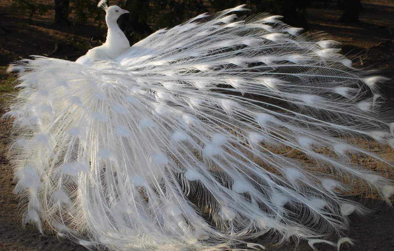 Фото обои белый, птица, перья, хвост, павлин, альбинос