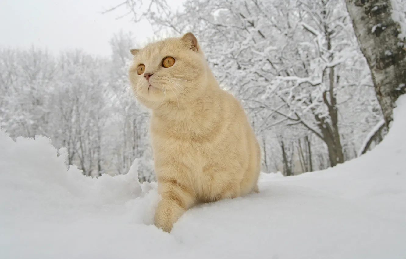 Фото обои зима, снег, рыжий кот