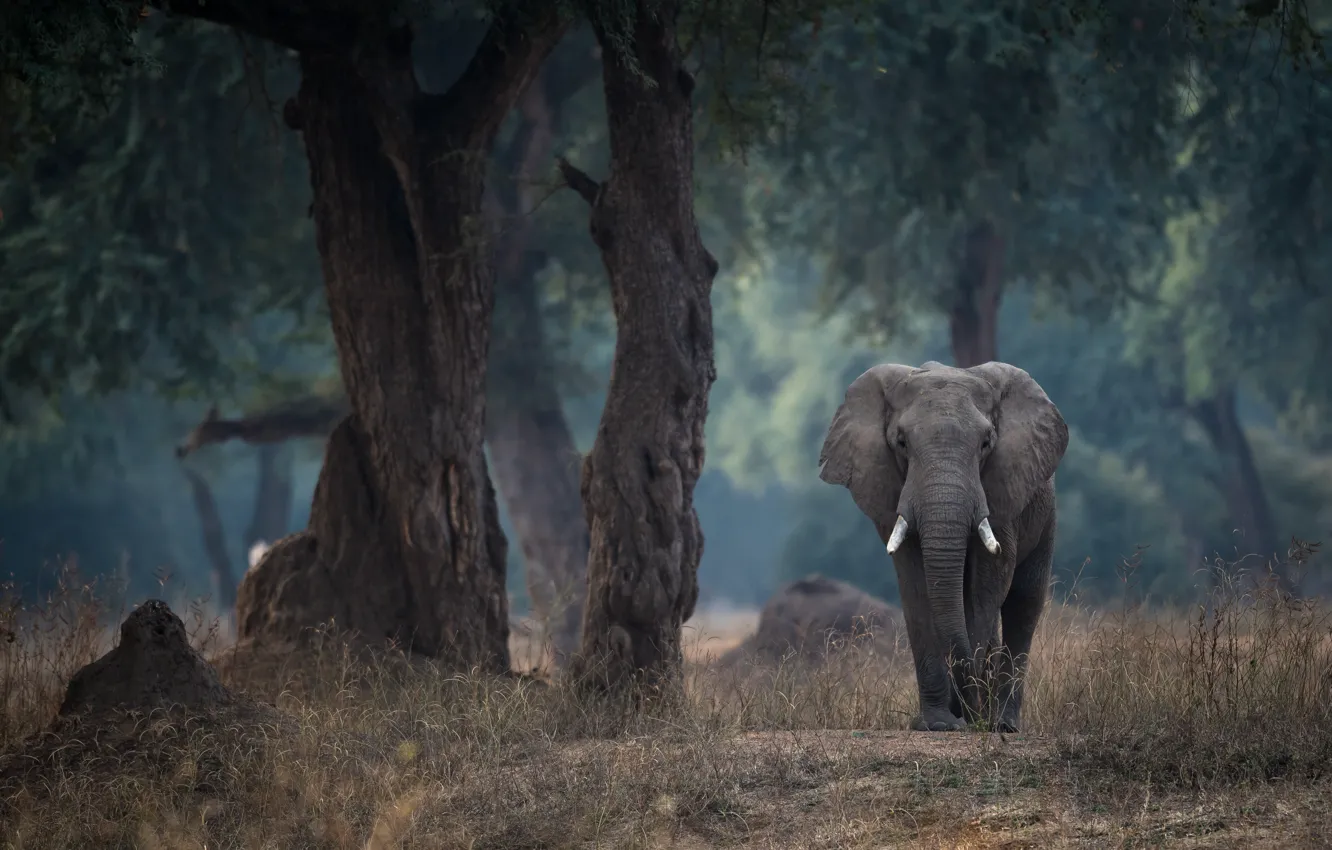 Фото обои деревья, слон, Зимбабве