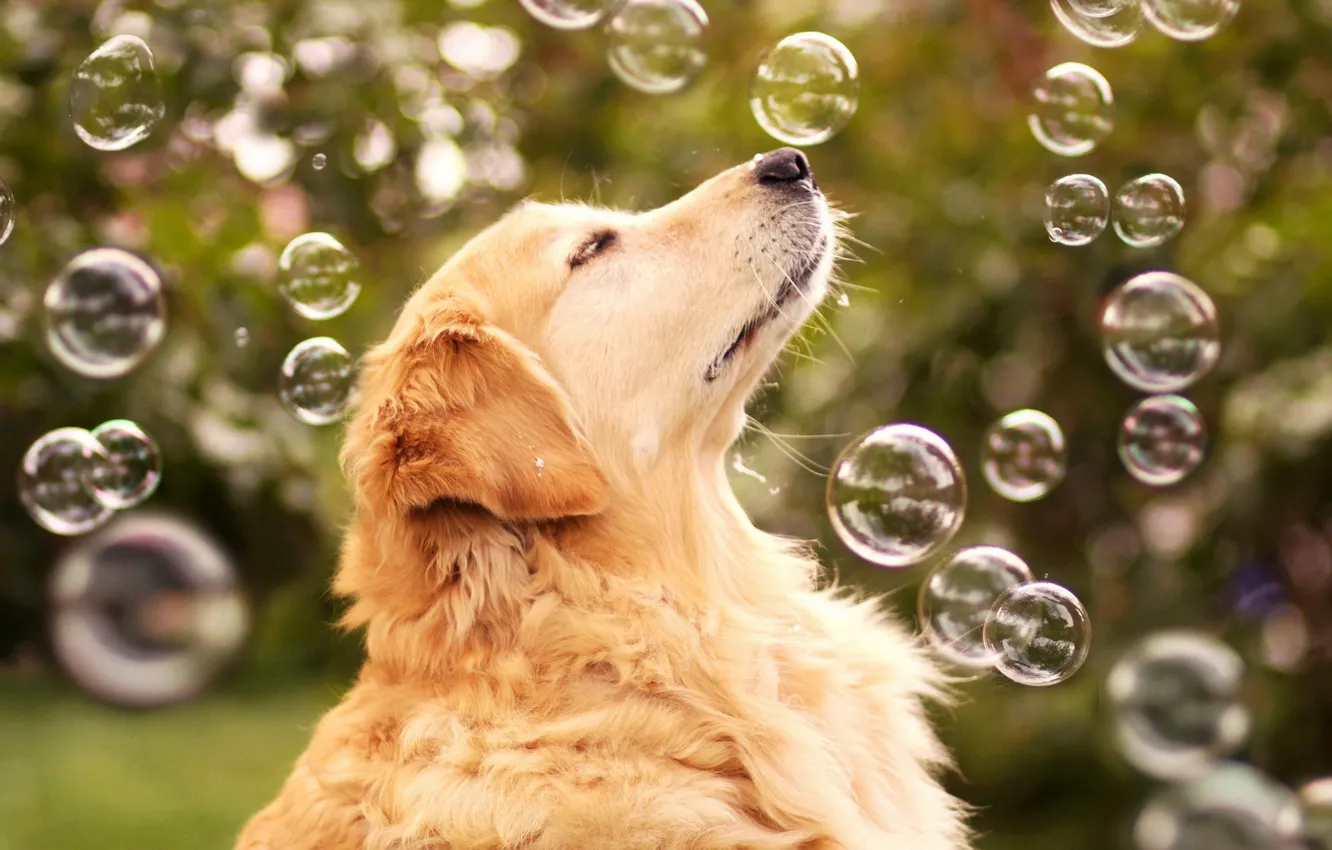 Фото обои пузыри, друг, собака