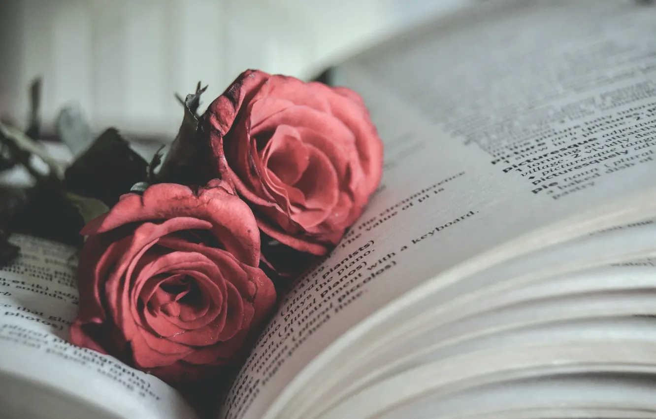 Фото обои цветы, розы, книга