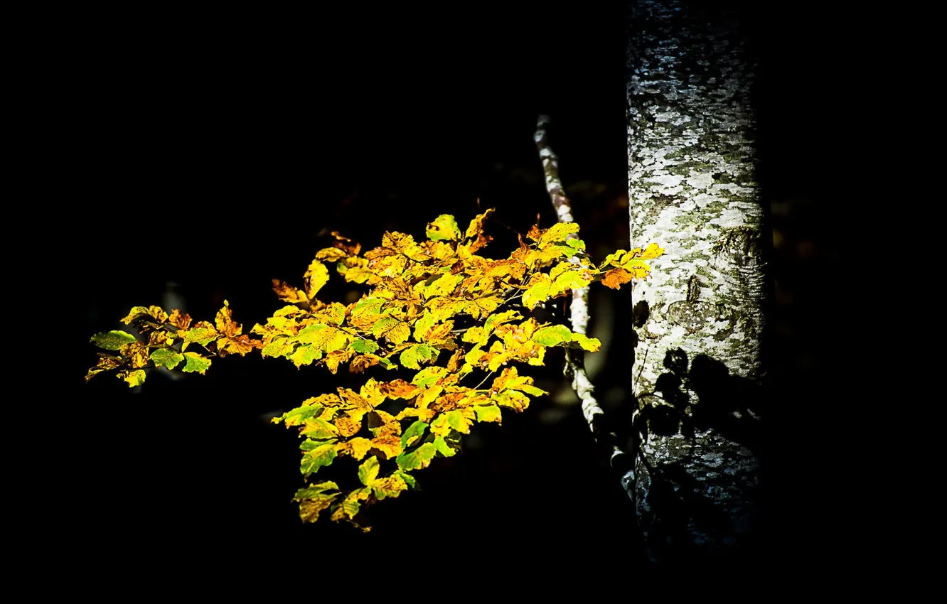 Фото обои осень, листья, берёза