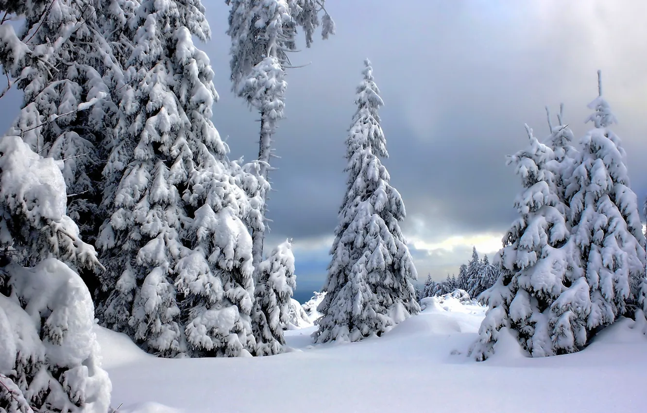 Фото обои зима, снег, деревья, Германия, Germany, Национальный парк Гарц, Harz National Park