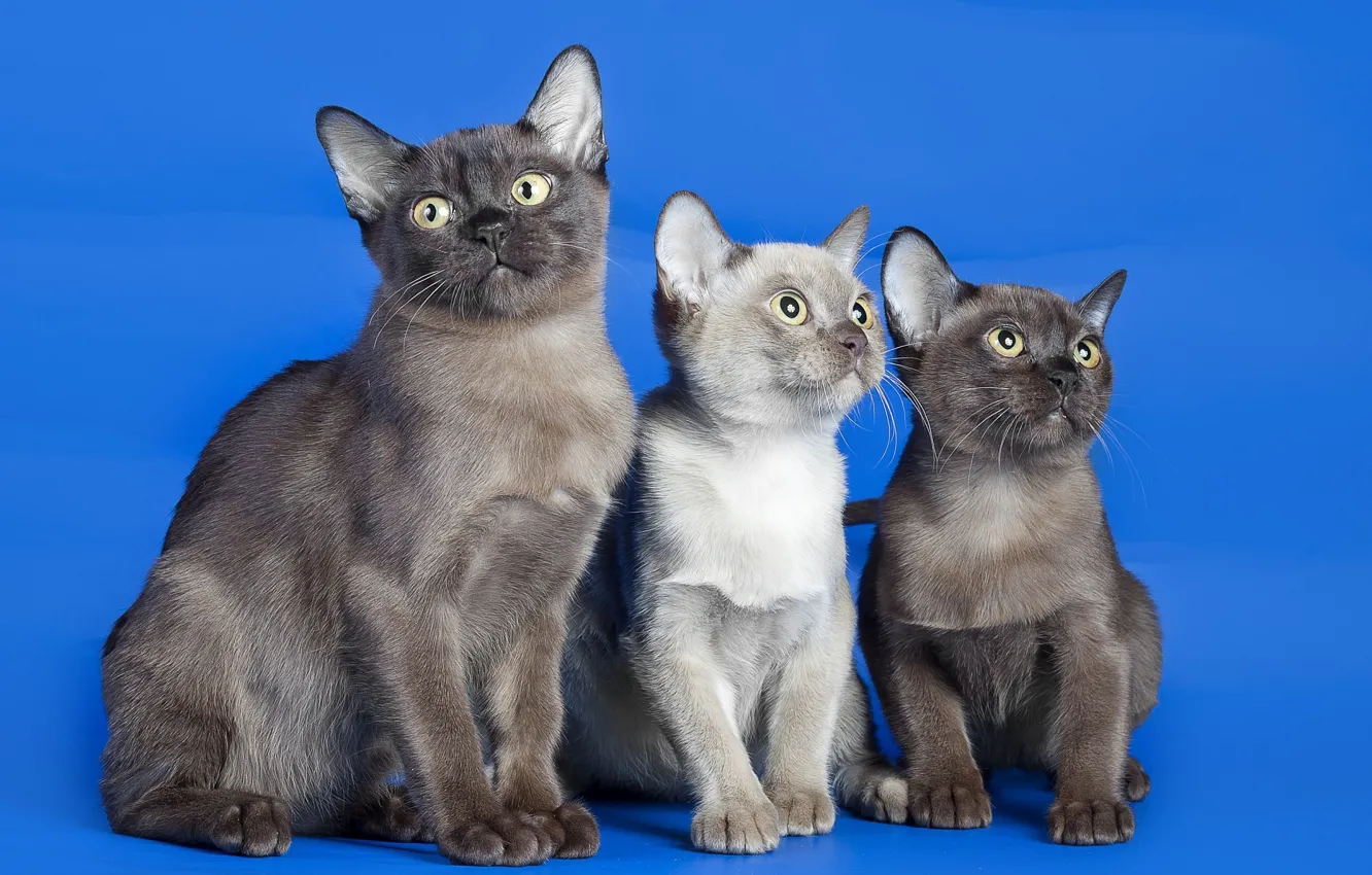 Фото обои кошки, фон, коты