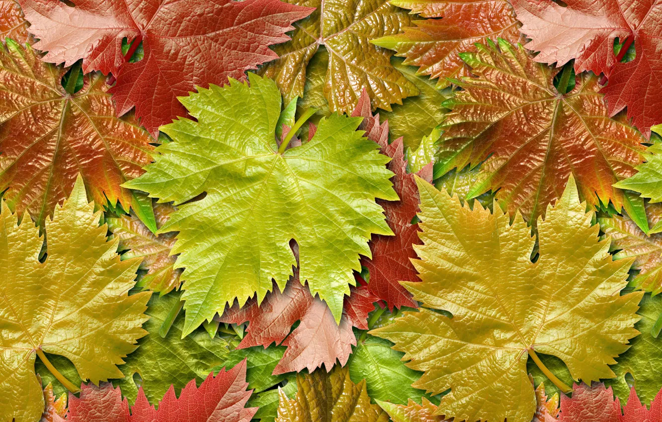 Фото обои осень, листья, виноград