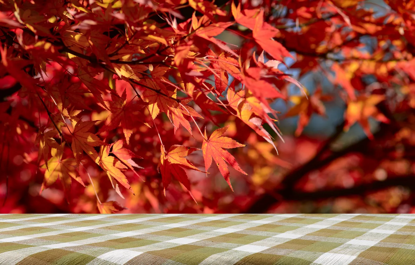 Фото обои осень, листья, дерево, colorful, red, клен, autumn, leaves