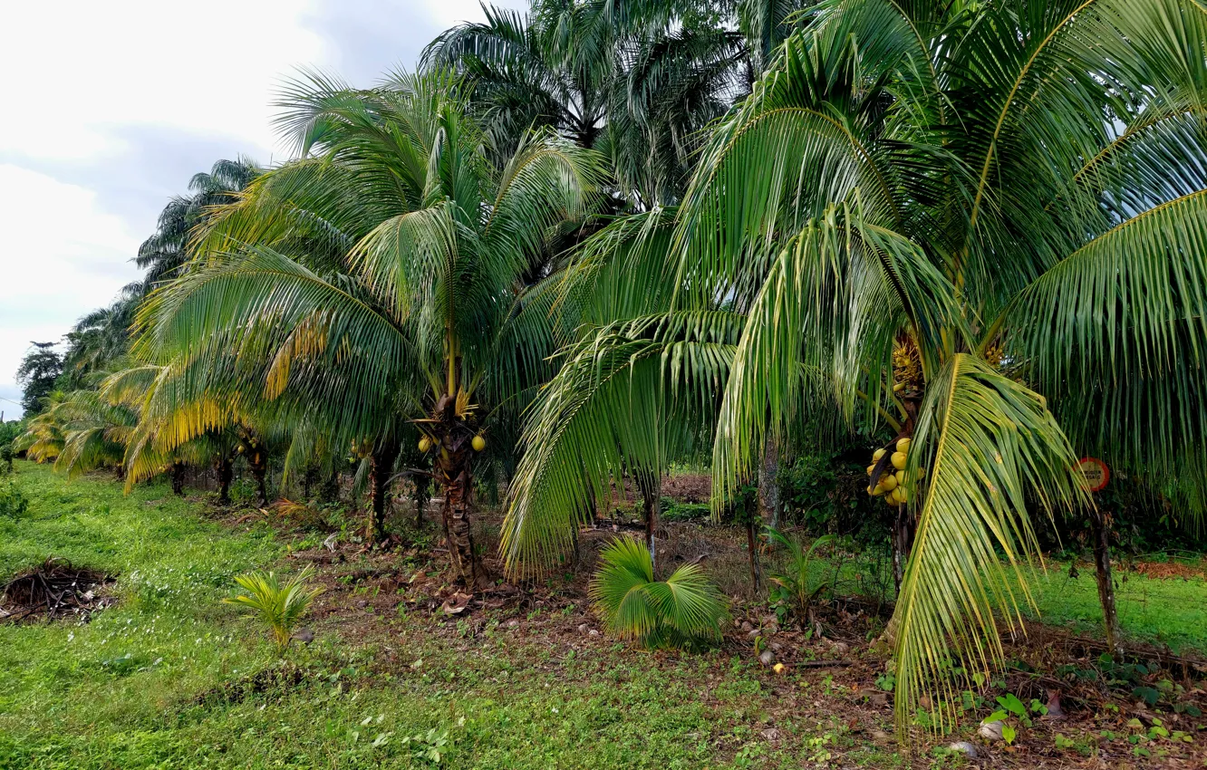 Фото обои Nature in Suriname, Palm trees Suriname, Groningen Suriname, Saramacca Suriname