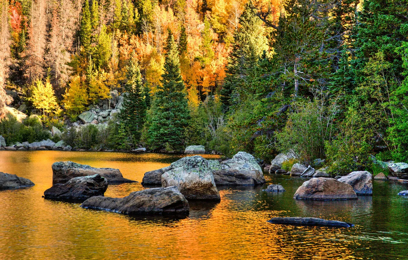 Фото обои forest, landscape, nature, water, park, tree, fall, foliage