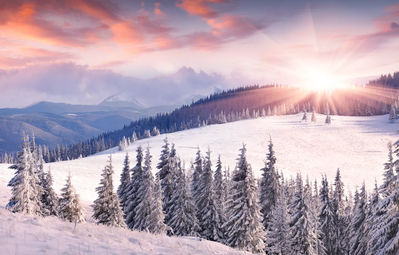 Фото обои зима, солнце, снег, горы, рассвет, ёлки