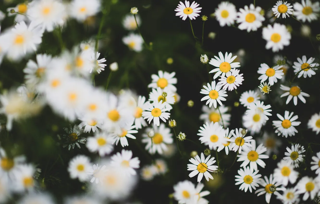 Фото обои цветы, темный фон, ромашки, белые, боке, ромашковое поле