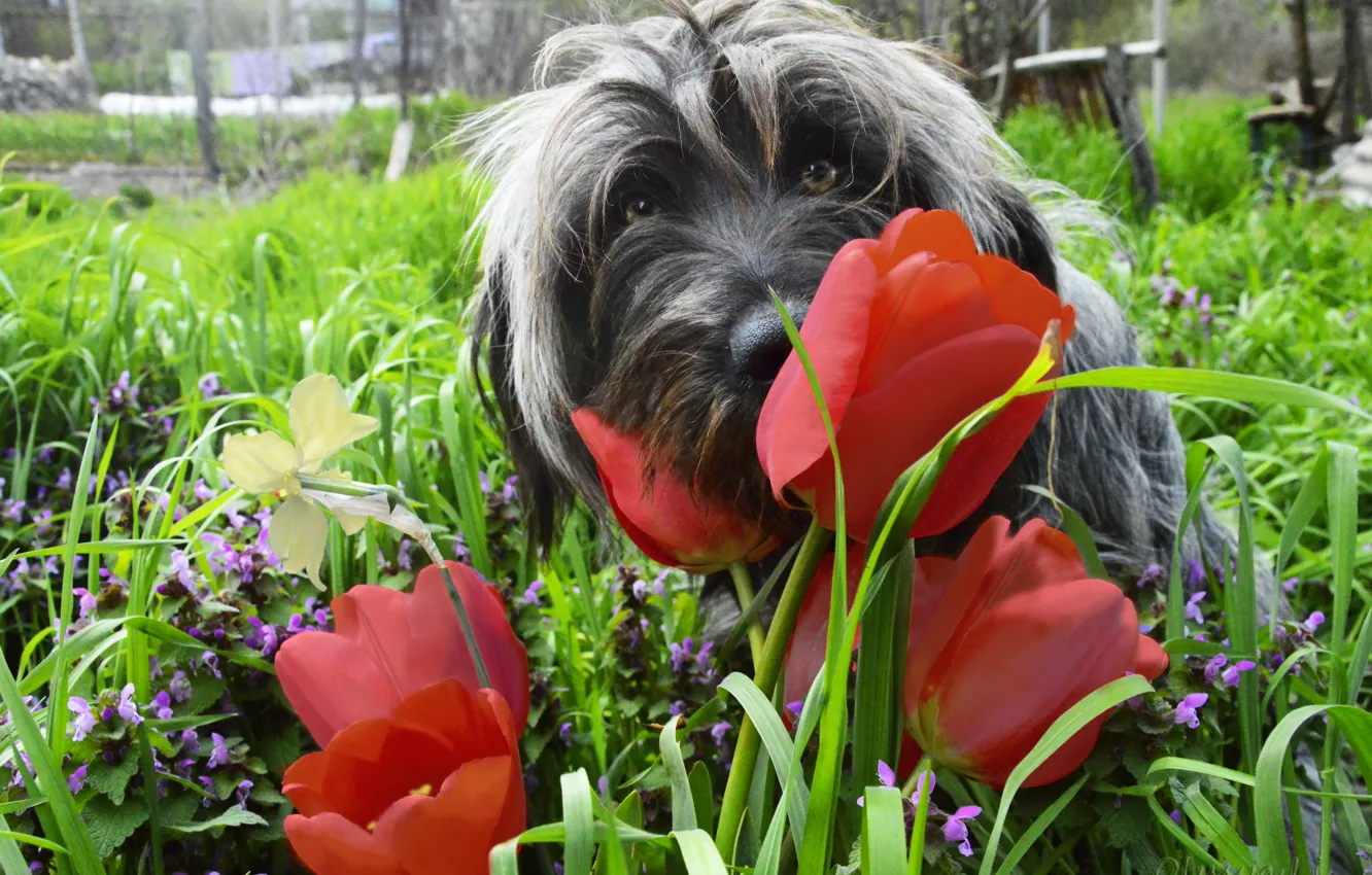 Фото обои трава, цветы, яркие, собака, весна, тюльпаны