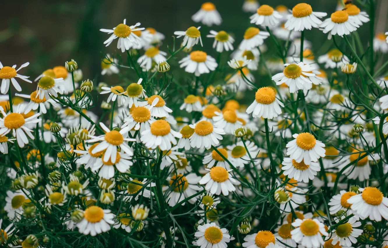Фото обои цветы, ромашки, белые, полевые, много, боке