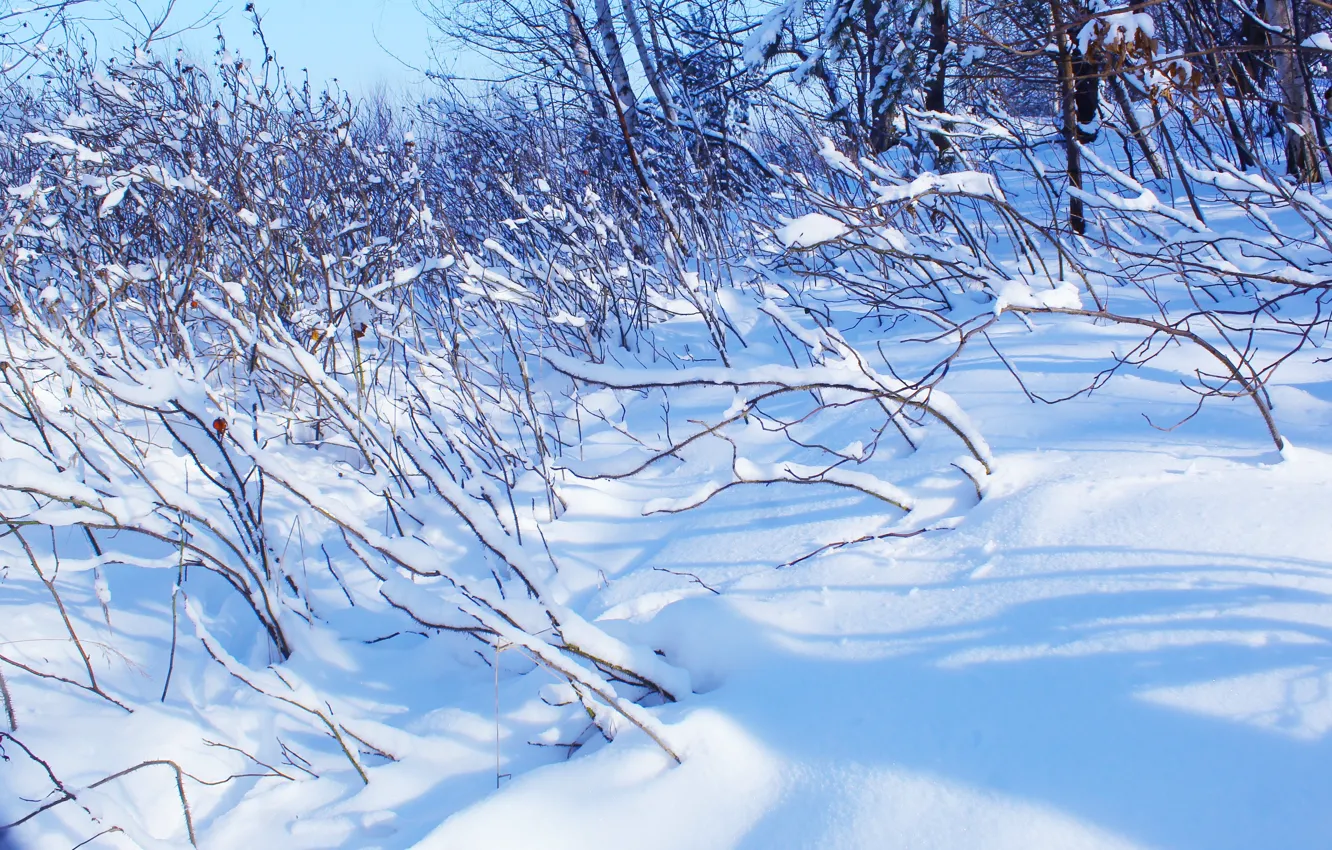 Фото обои white, field, park, winter, snow