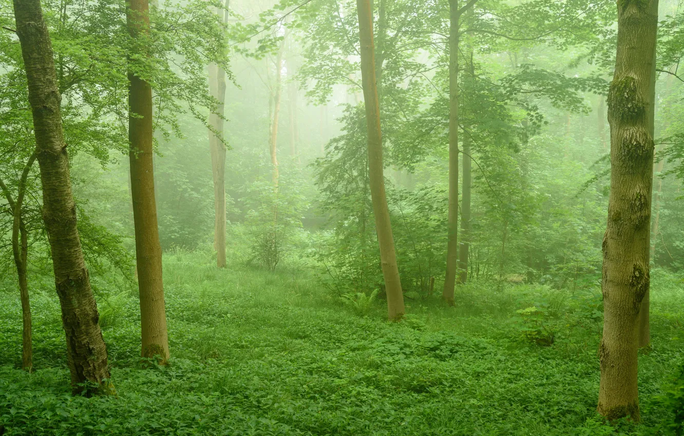 Фото обои зелень, трава, туман, фото, ствол