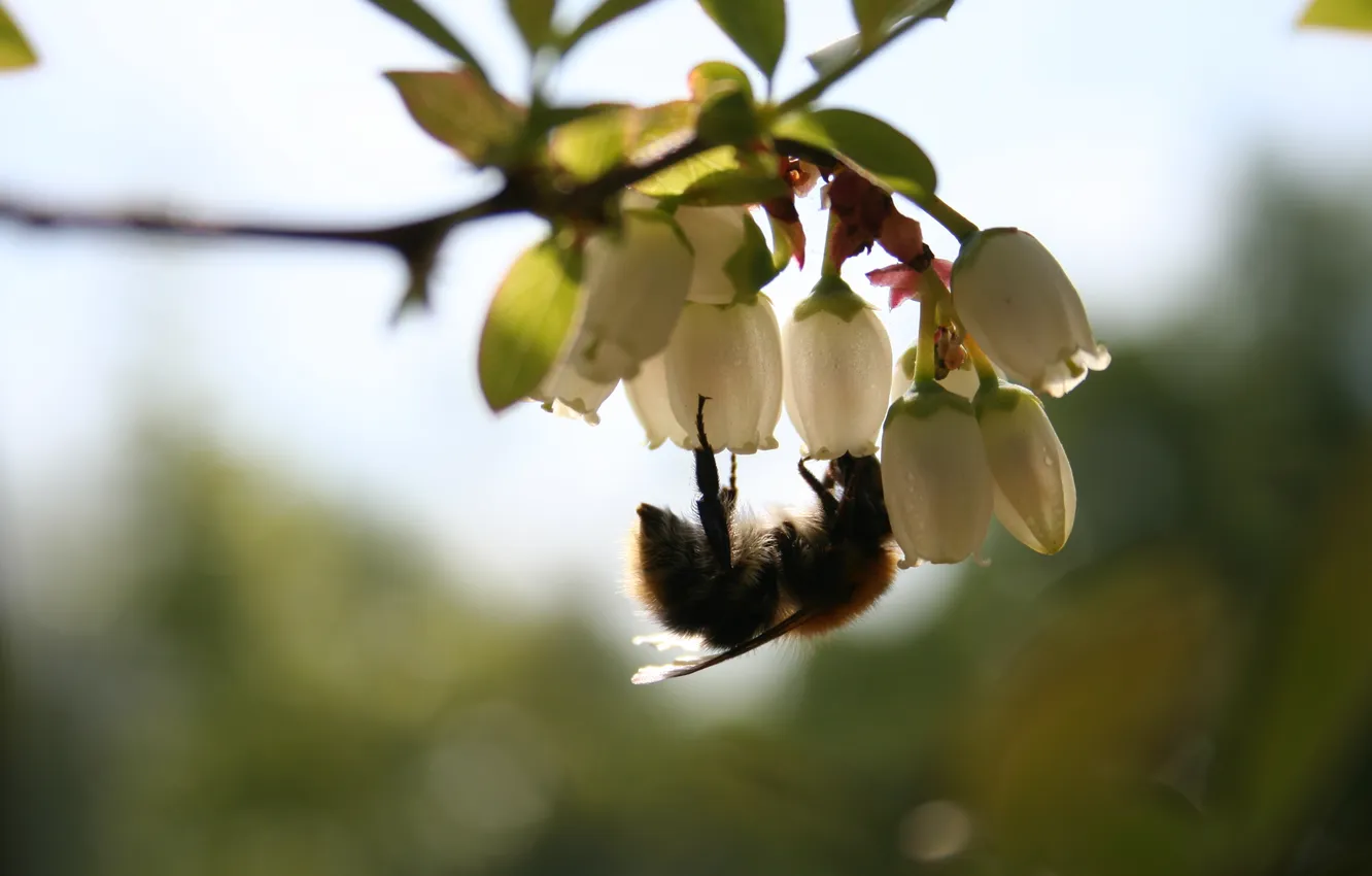Фото обои белый, цветок, лето, макро, пчела, насекомое