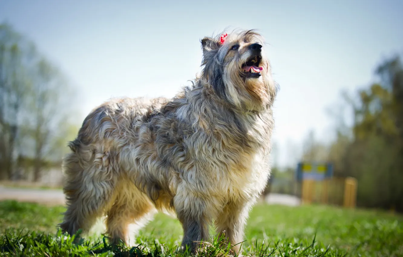 Фото обои взгляд, друг, собака