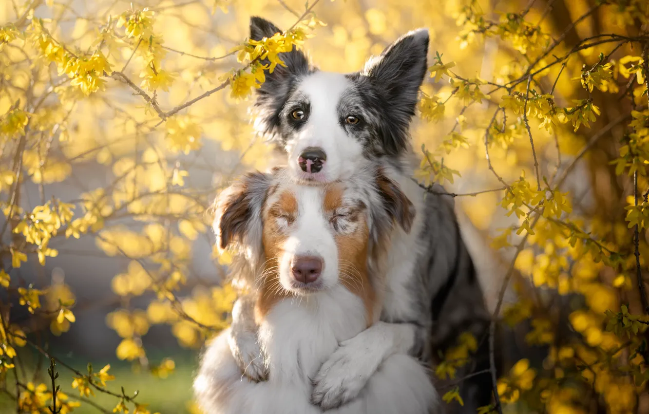 Фото обои ветки, парочка, цветки, две собаки, Австралийская овчарка, Бордер-колли, Аусси, Iza Łysoń