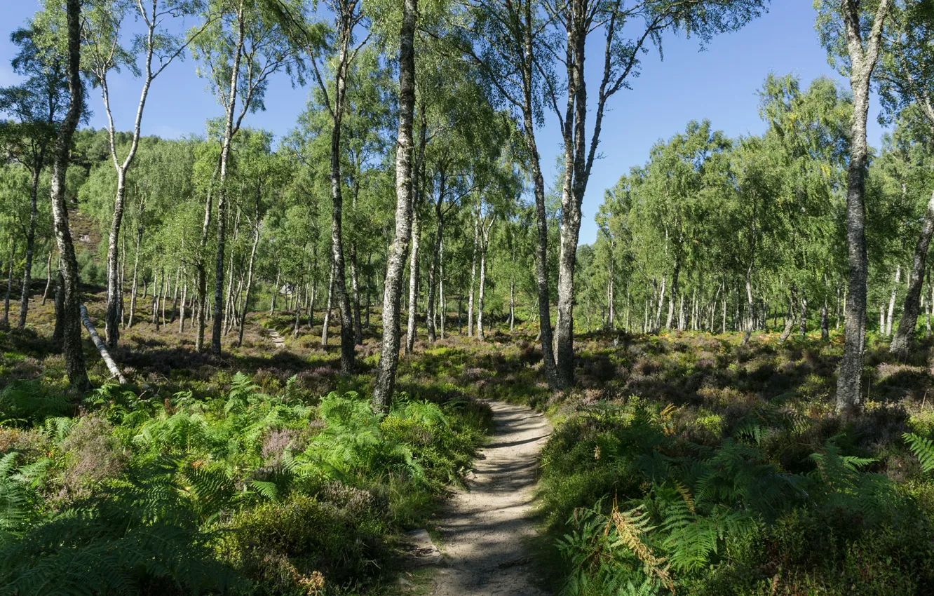 Фото обои зелень, деревья, green, Лес, forest, роща, тропинка, trees