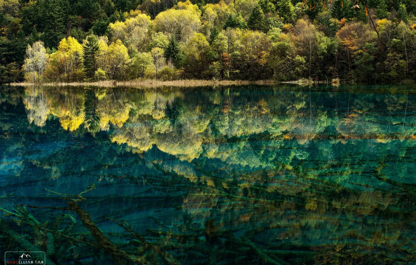 Фото обои лес, вода, деревья, природа, озеро, дно, чистая