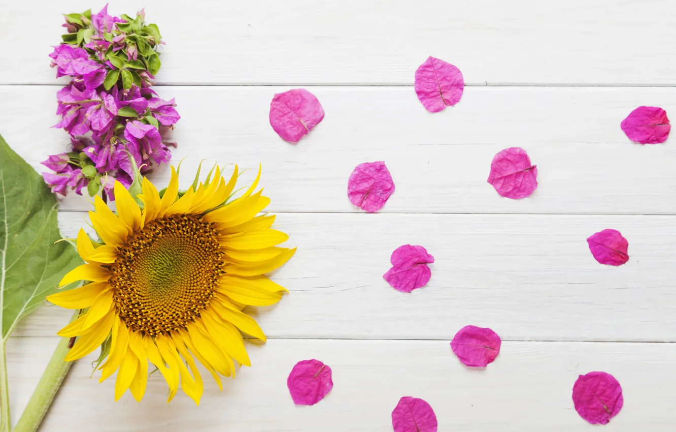 Фото обои подсолнухи, цветы, лепестки