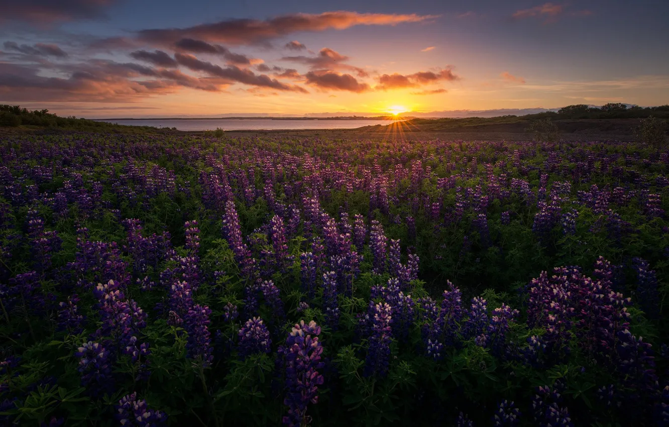 Фото обои солнце, цветы, природа, вечер, Исландия, люпины