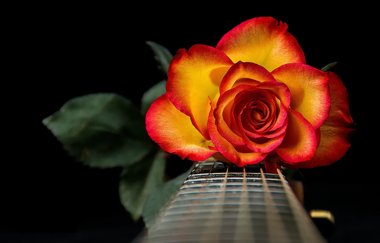 Фото обои роза, гитара, струны, лепестки, гриф