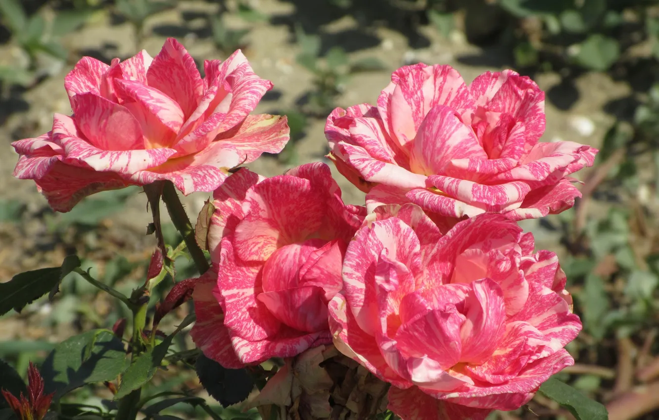 Фото обои цветы, куст, розы, Mamala ©, лето 2018