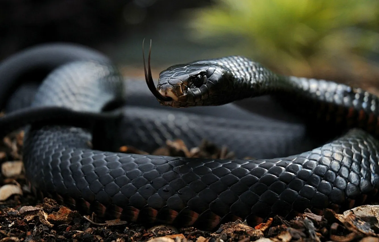 Фото обои язык, черный, змея, чешуя