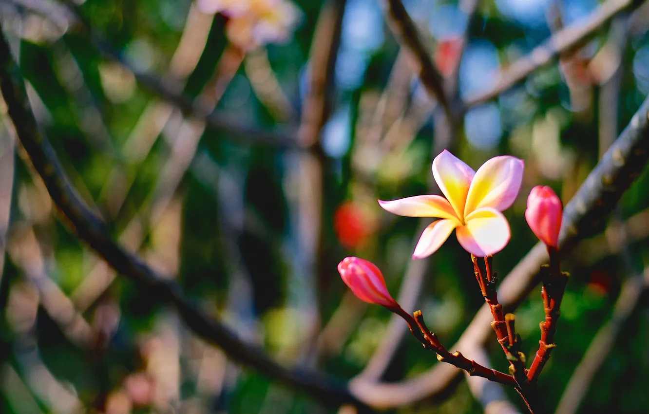 Фото обои макро, Цветок, flower, Plumeria, Tri-color, the Sunset