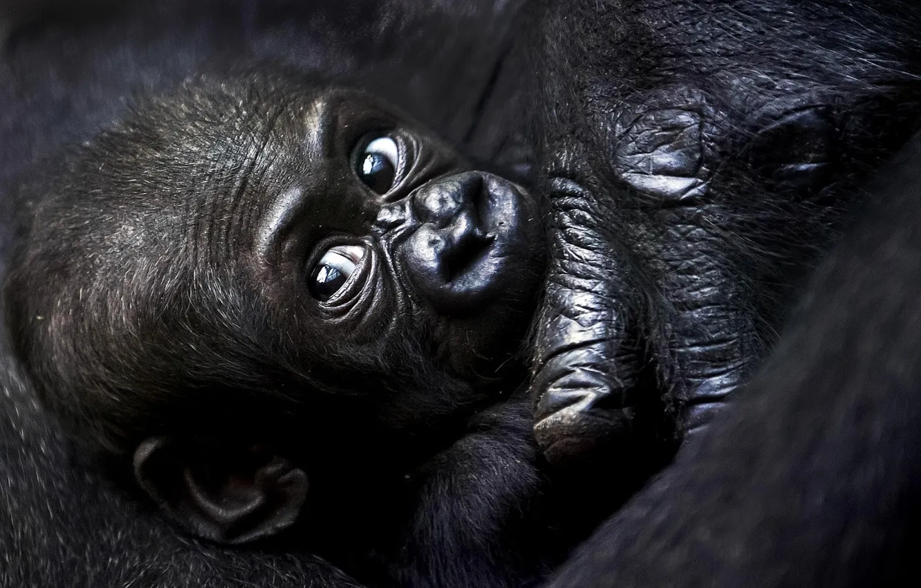 Фото обои взгляд, чёрный, горилла, детёныш, gorilla, малышь